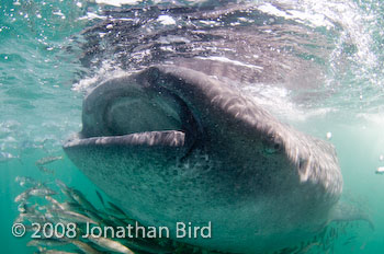 Whale Shark [Rhincodon typus]