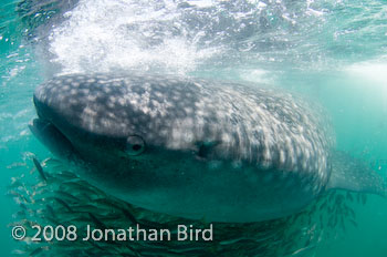 Whale Shark [Rhincodon typus]