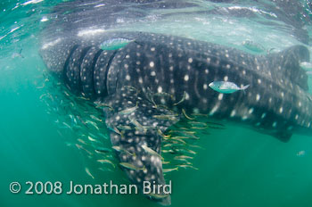 Whale Shark [Rhincodon typus]