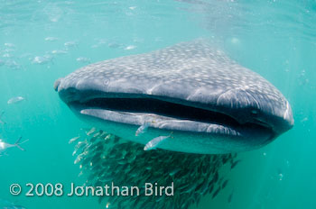 Whale Shark [Rhincodon typus]