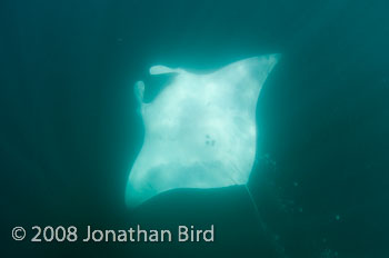 Manta Ray [Manta birostris]