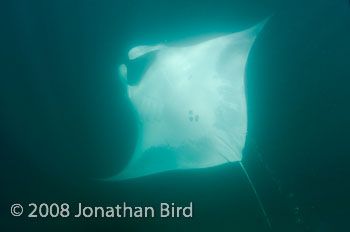 Manta Ray [Manta birostris]