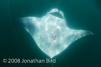 Manta Ray [Manta birostris]