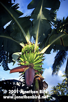 Banana Tree [--]