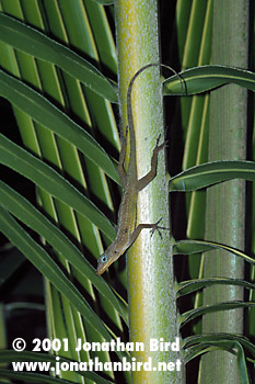 Anole Lizard [--]