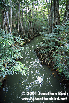  Swampy river [--]