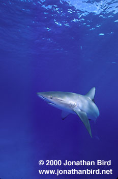 Galapagos Shark [Carcharhinus galapagensis]