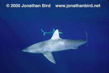 Galapagos Shark [Carcharhinus galapagensis]