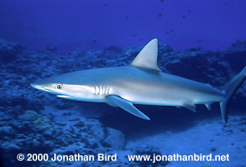 Galapagos Shark [Carcharhinus galapagensis]