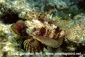 Hawaiian Lionfish [Dendrochirus barberi]