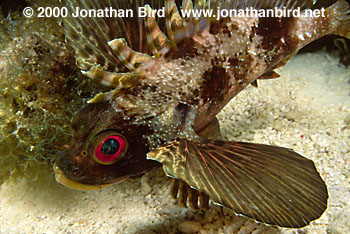 Hawaiian Lionfish [Dendrochirus barberi]