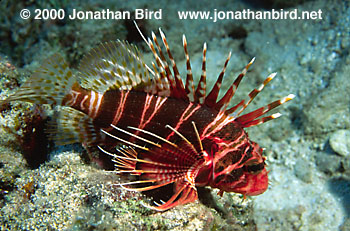 Hawaiian Turkeyfish [Pterois sphex]