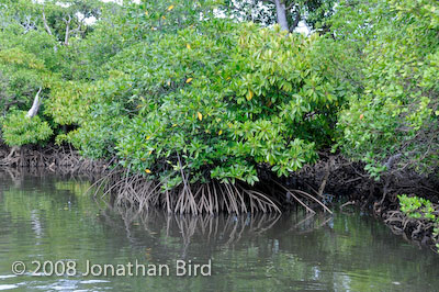  Mangroves [--]