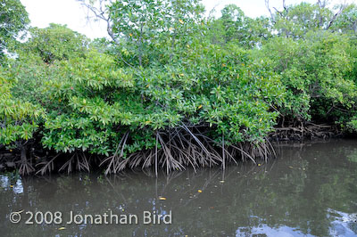  Mangroves [--]