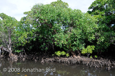  Mangroves [--]