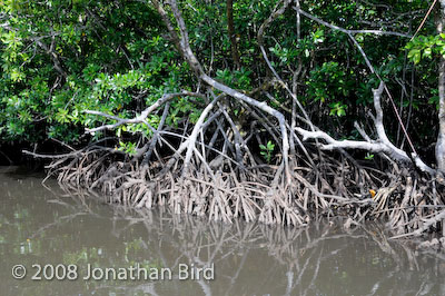  Mangroves [--]