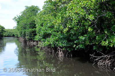  Mangroves [--]