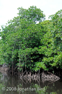  Mangroves [--]