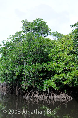  Mangroves [--]