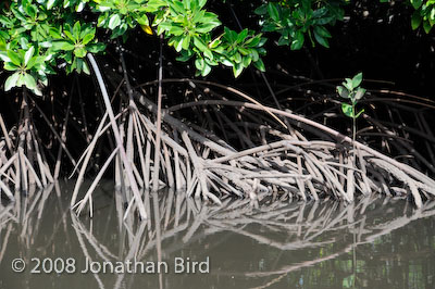  Mangroves [--]