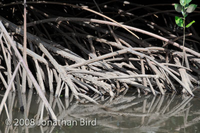  Mangroves [--]