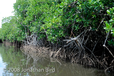  Mangroves [--]