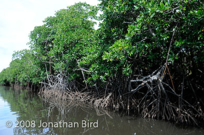  Mangroves [--]