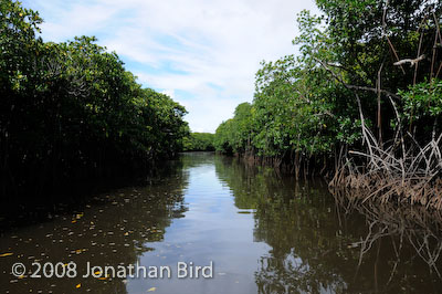  Mangroves [--]