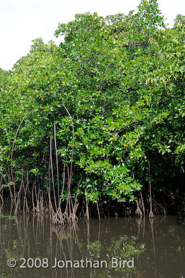  Mangroves [--]