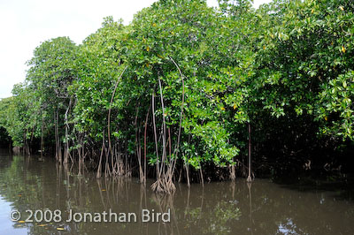  Mangroves [--]