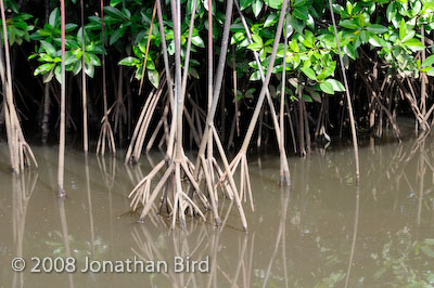  Mangroves [--]