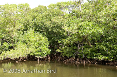  Mangroves [--]