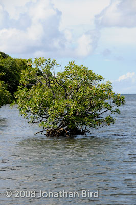  Mangroves [--]