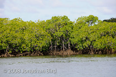  Mangroves [--]