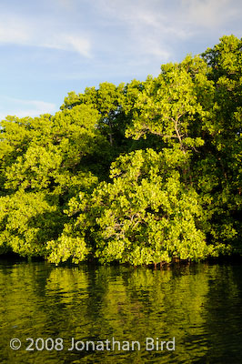  Mangroves [--]