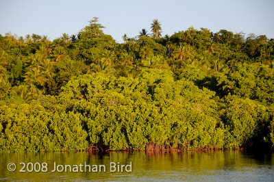  Mangroves [--]