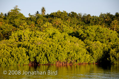  Mangroves [--]