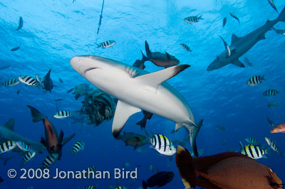 Gray Reef Shark [Carcharhinus amblyrhynchos]