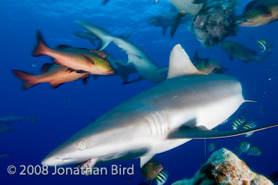 Gray Reef Shark [Carcharhinus amblyrhynchos]