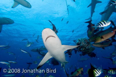 Gray Reef Shark [Carcharhinus amblyrhynchos]