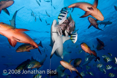 Gray Reef Shark [Carcharhinus amblyrhynchos]