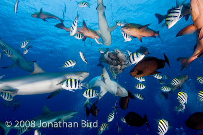 Gray Reef Shark [Carcharhinus amblyrhynchos]