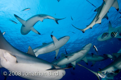 Gray Reef Shark [Carcharhinus amblyrhynchos]