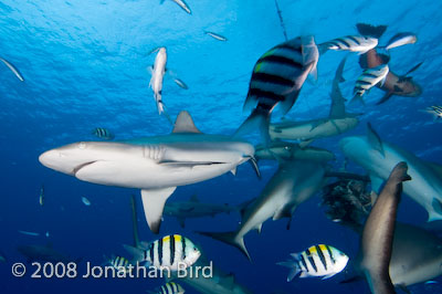 Gray Reef Shark [Carcharhinus amblyrhynchos]