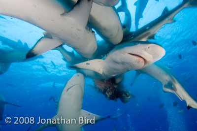 Gray Reef Shark [Carcharhinus amblyrhynchos]