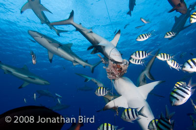 Gray Reef Shark [Carcharhinus amblyrhynchos]