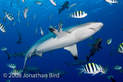 Gray Reef Shark [Carcharhinus amblyrhynchos]