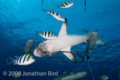 Gray Reef Shark [Carcharhinus amblyrhynchos]