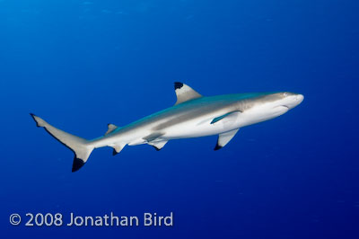 Black-tip Reef Shark [Carcharhinus melanopterus]