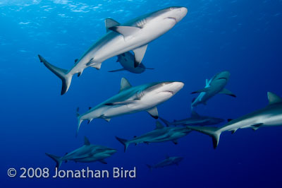 Gray Reef Shark [Carcharhinus amblyrhynchos]